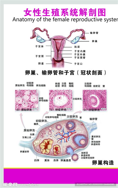 女人的生殖器|生殖系统 